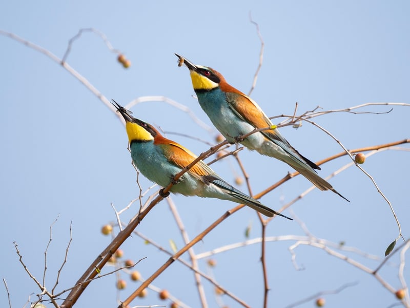 Natural Habitat Sanctuaries